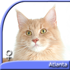 ATLANTA SpecialAgent*PL