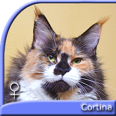 CORTINA Special Agent*PL